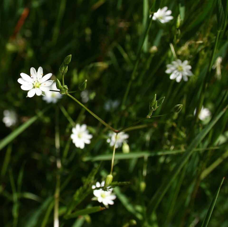 Stellaria graminea (lesser stitchwort)