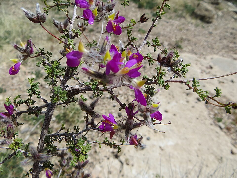 Dalea formosa (feather dalea) (alternate view 7)