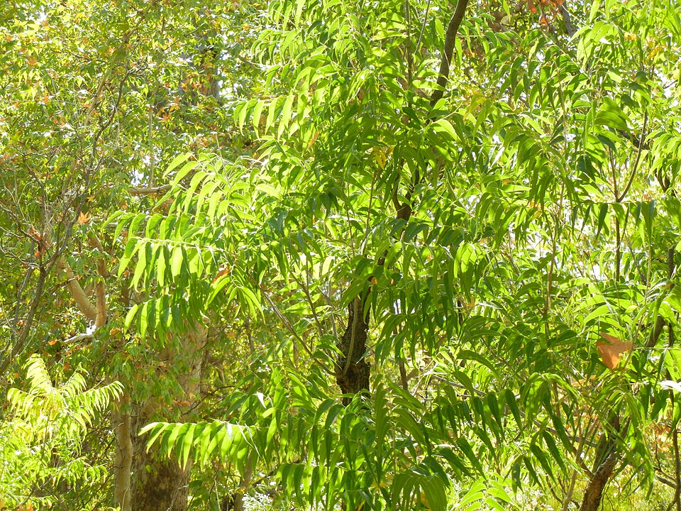 Sapindus drummondii (Western Soapberry) (alternate view 6)
