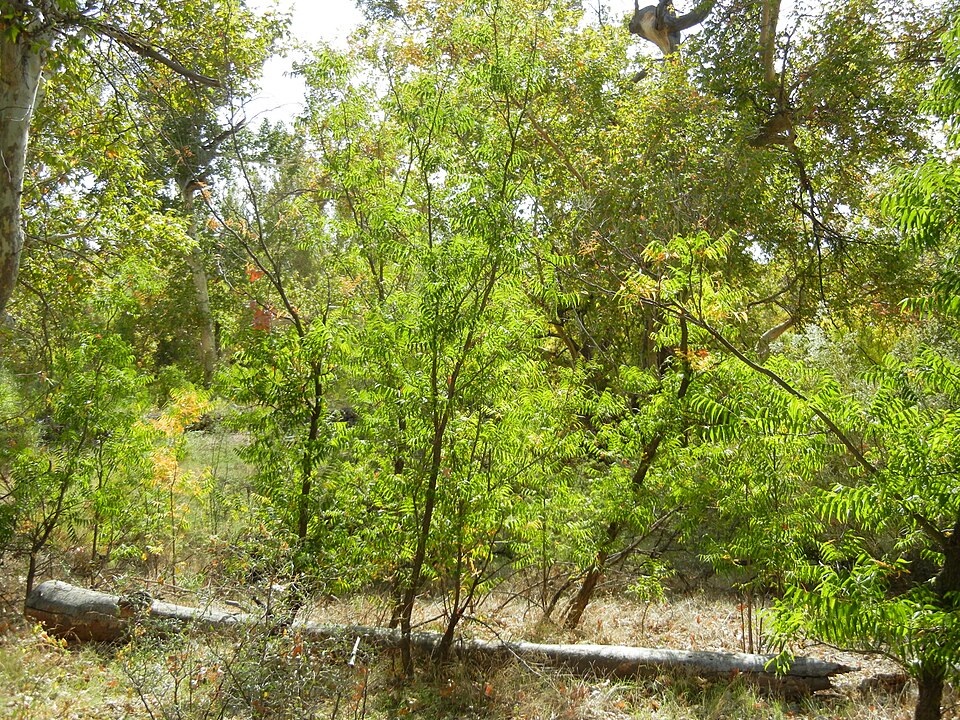 Sapindus drummondii (Western Soapberry) (alternate view 7)