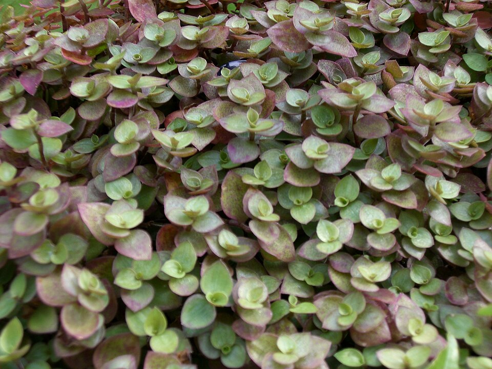 Callisia repens (Turtle Vine) (alternate view 6)