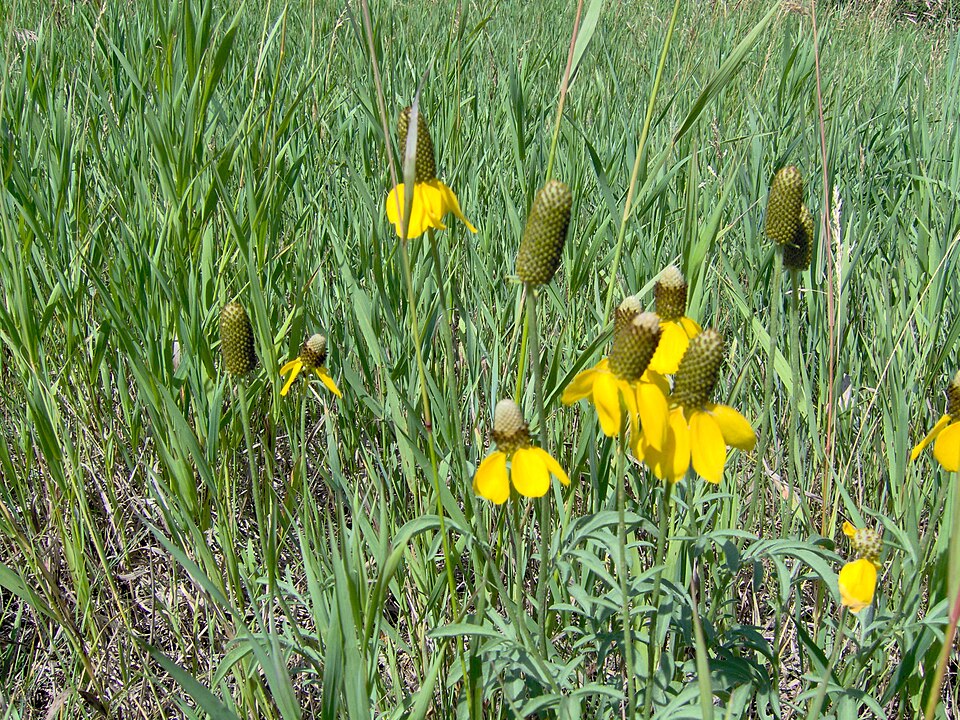 Ratibida columnifera (upright prairie coneflower)