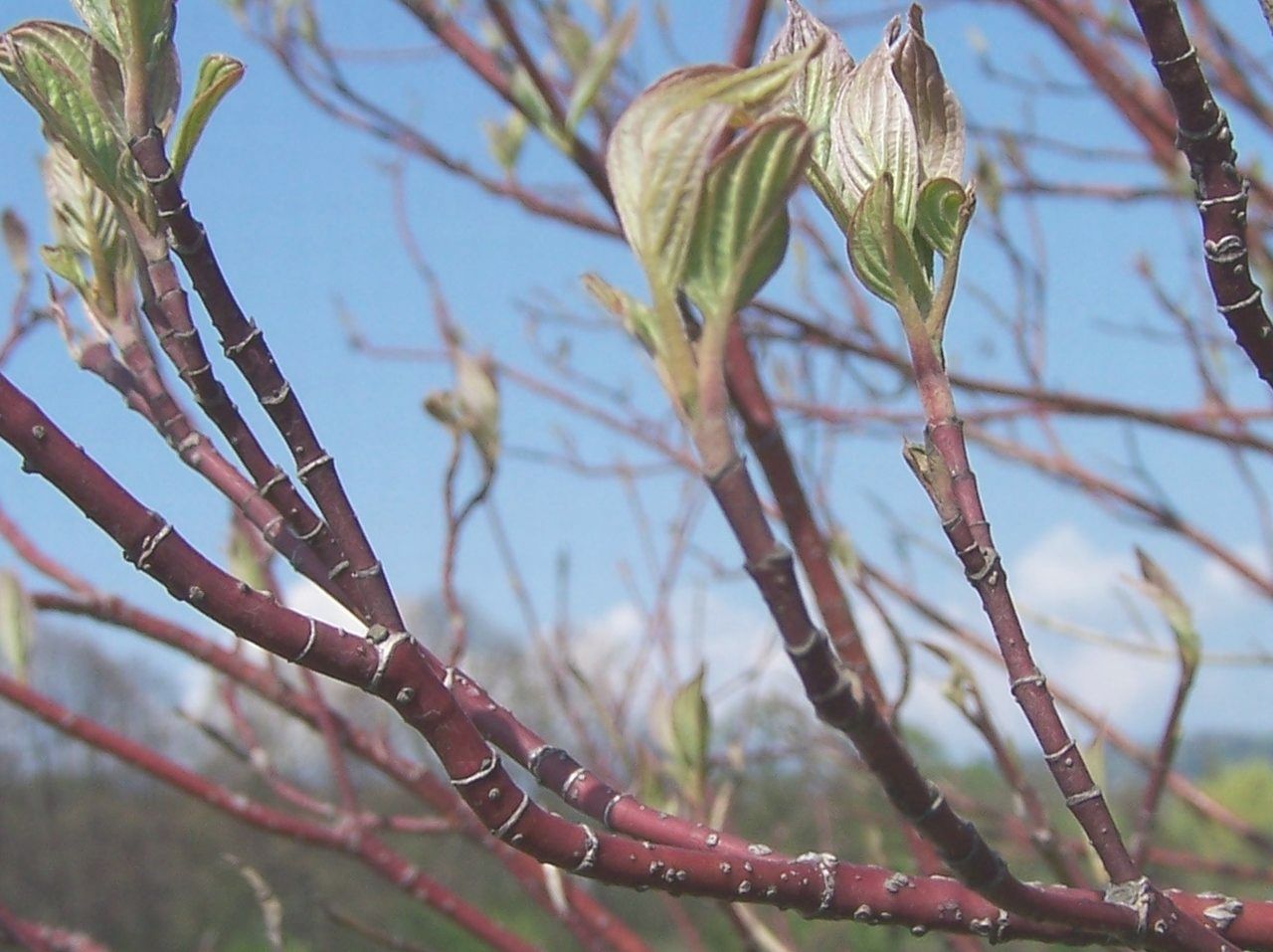 Cornus alba, Red-barked dogwood — upright deciduous (Cornaceae) (image 7 of 10)