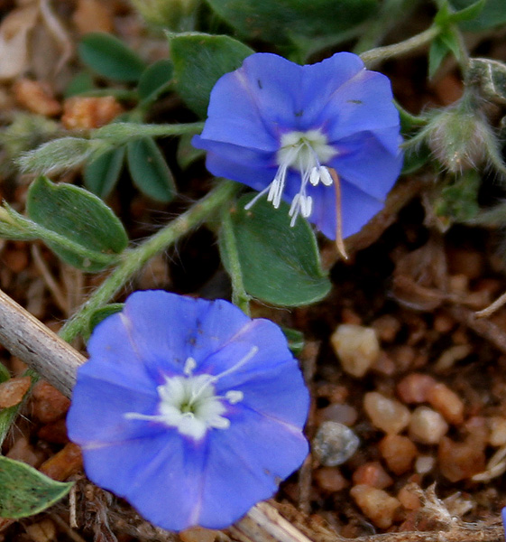 Evolvulus alsinoides (tropical speedwell) (alternate view 6)