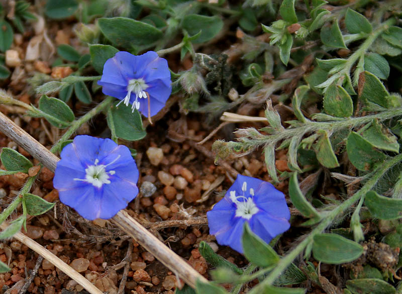 Evolvulus alsinoides (tropical speedwell) (alternate view 7)