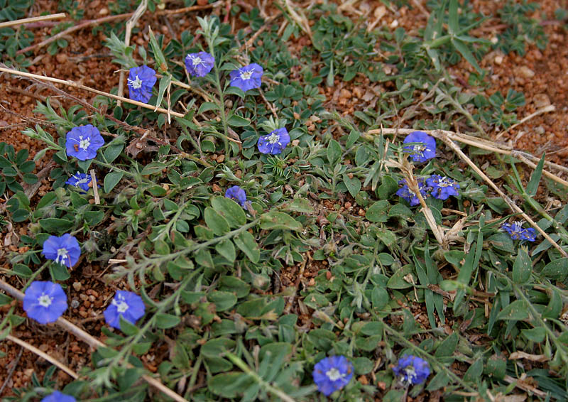 Evolvulus alsinoides (tropical speedwell) (alternate view 8)