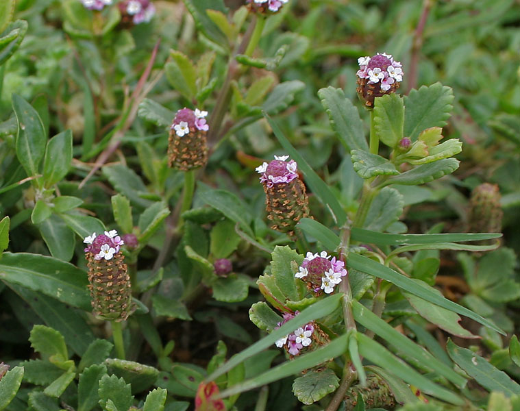 Phyla nodiflora (turkey tangle frogfruit)