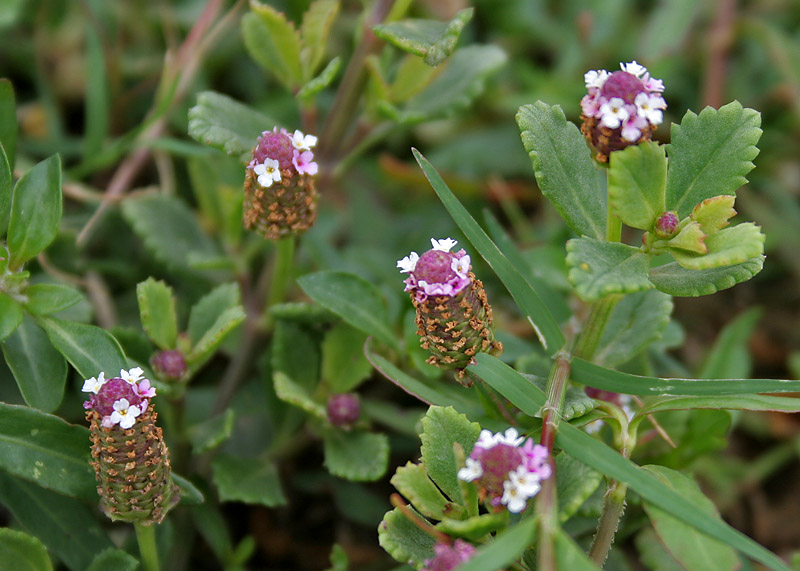 Phyla nodiflora (turkey tangle frogfruit)