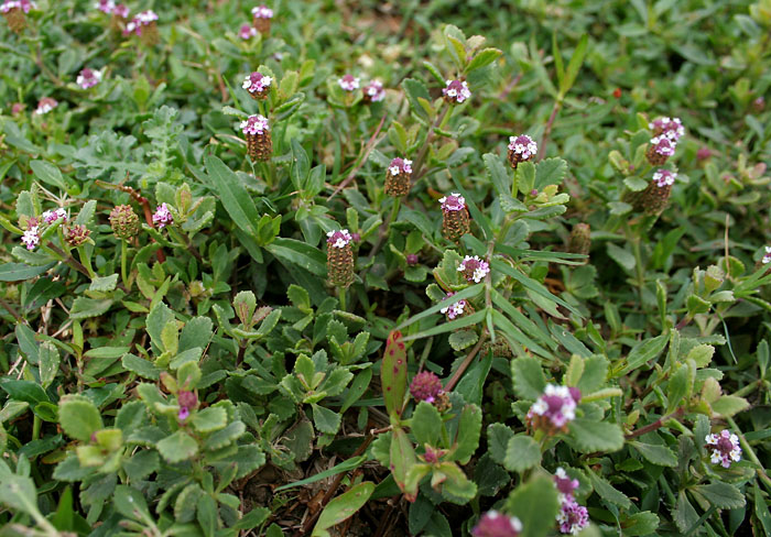 Phyla nodiflora (turkey tangle frogfruit)