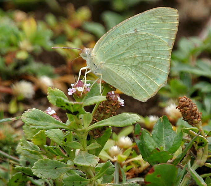 Phyla nodiflora (turkey tangle frogfruit)