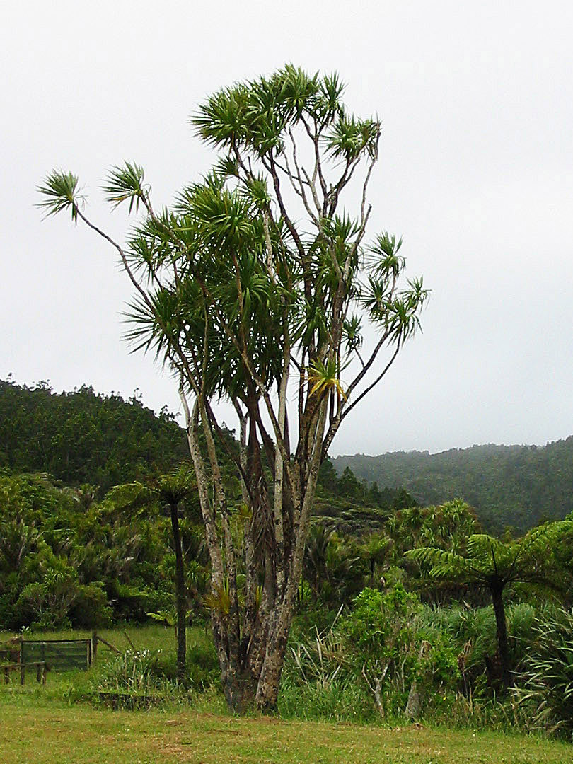 Cordyline australis (New Zealand cabbage tree) (alternate view 6)