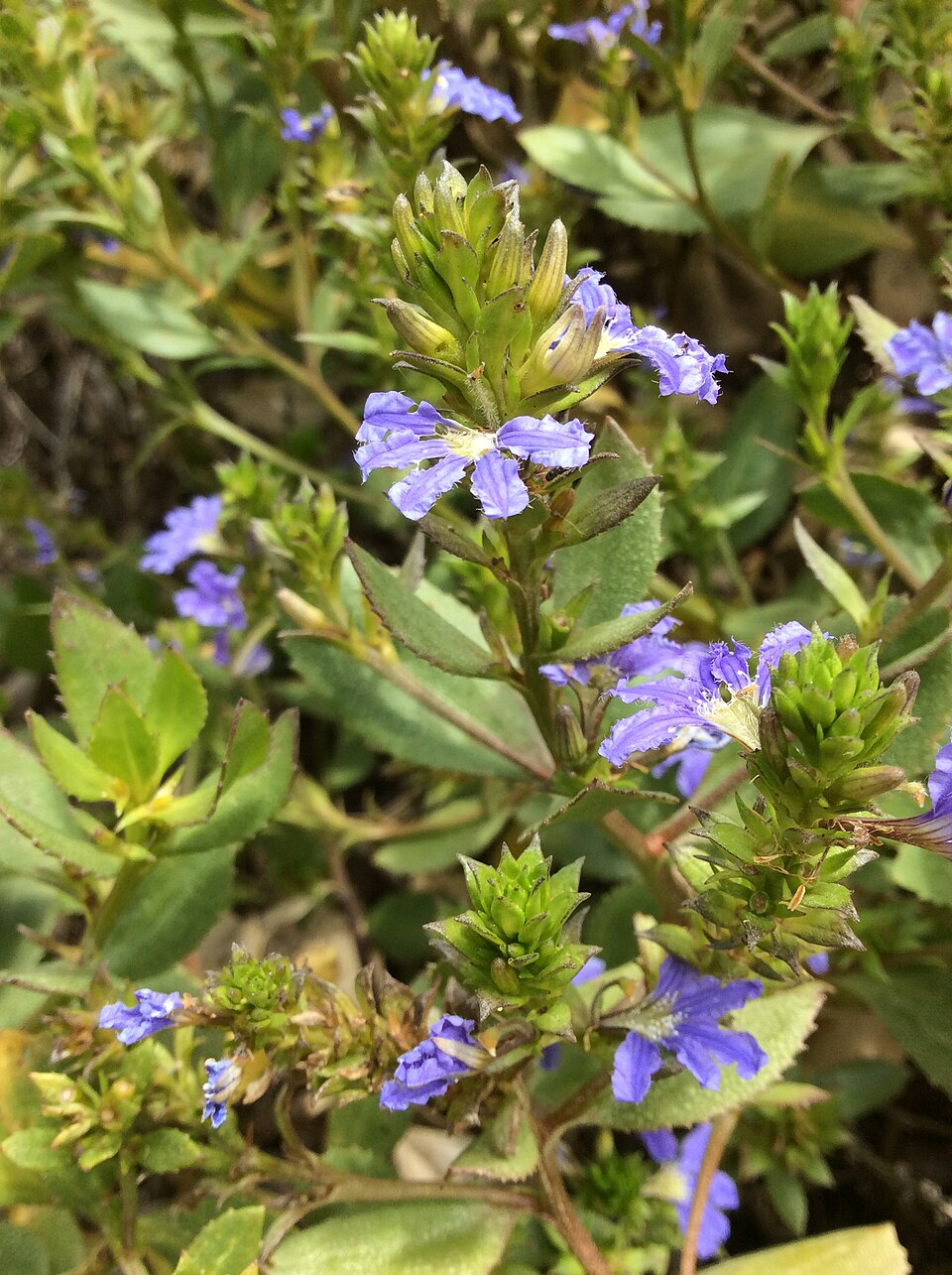 Scaevola crassifolia (Cushion Fanflower) (alternate view 3)