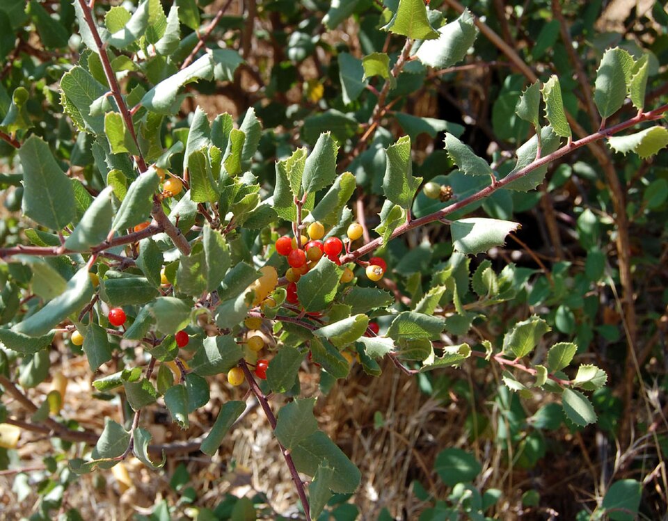 Rhamnus crocea (Redberry Buckthorn) (alternate view 5)