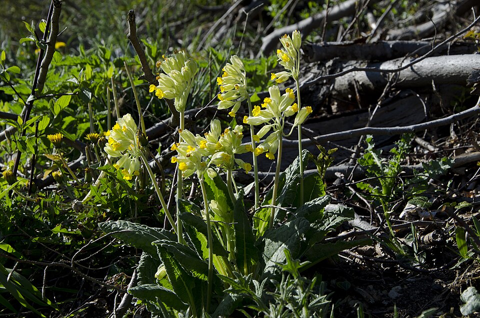 Primula veris (Cowslip)