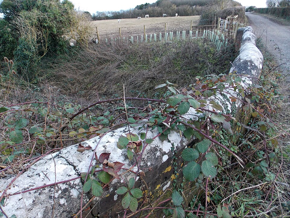 Rubus (brambles) (alternate view 6)
