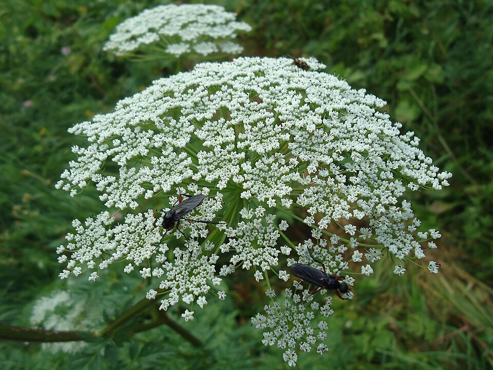 Aethusa cynapium (Fool's parsley)