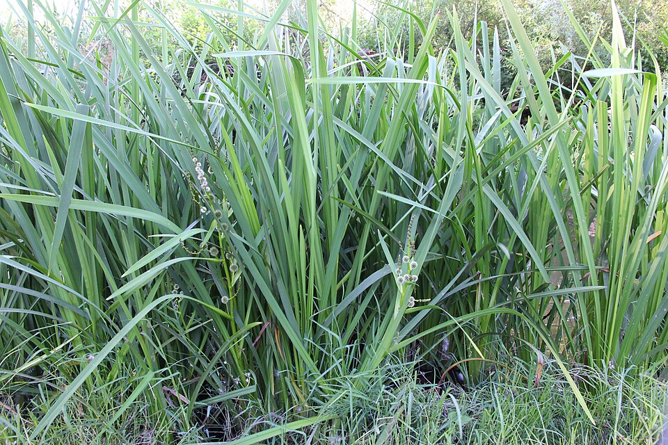 Sparganium (bur-reeds) (alternate view 4)