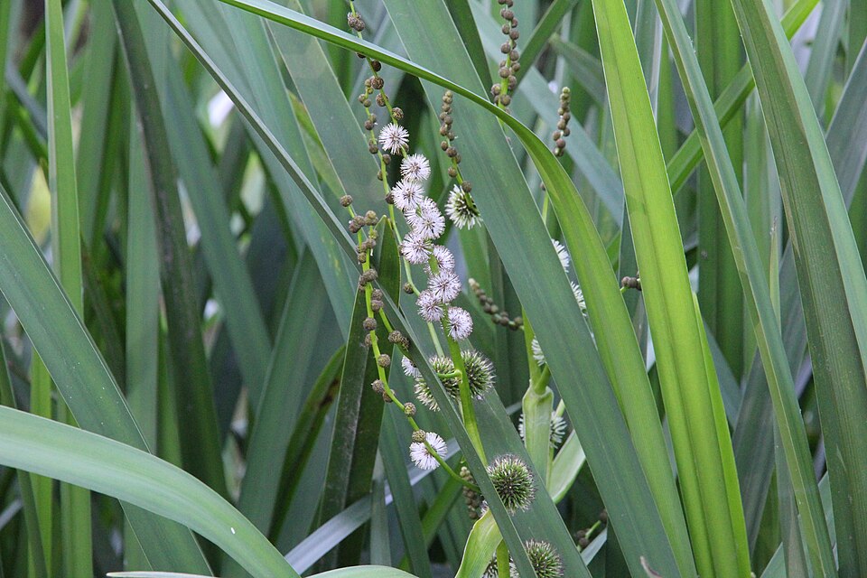 Sparganium (bur-reeds) (alternate view 5)