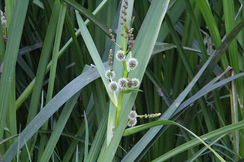 Sparganium (bur-reeds) (alternate view 6)