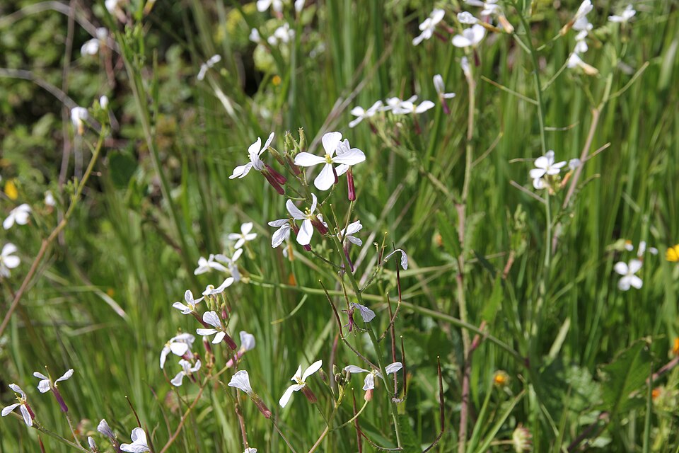 Raphanus raphanistrum (Wild radish)