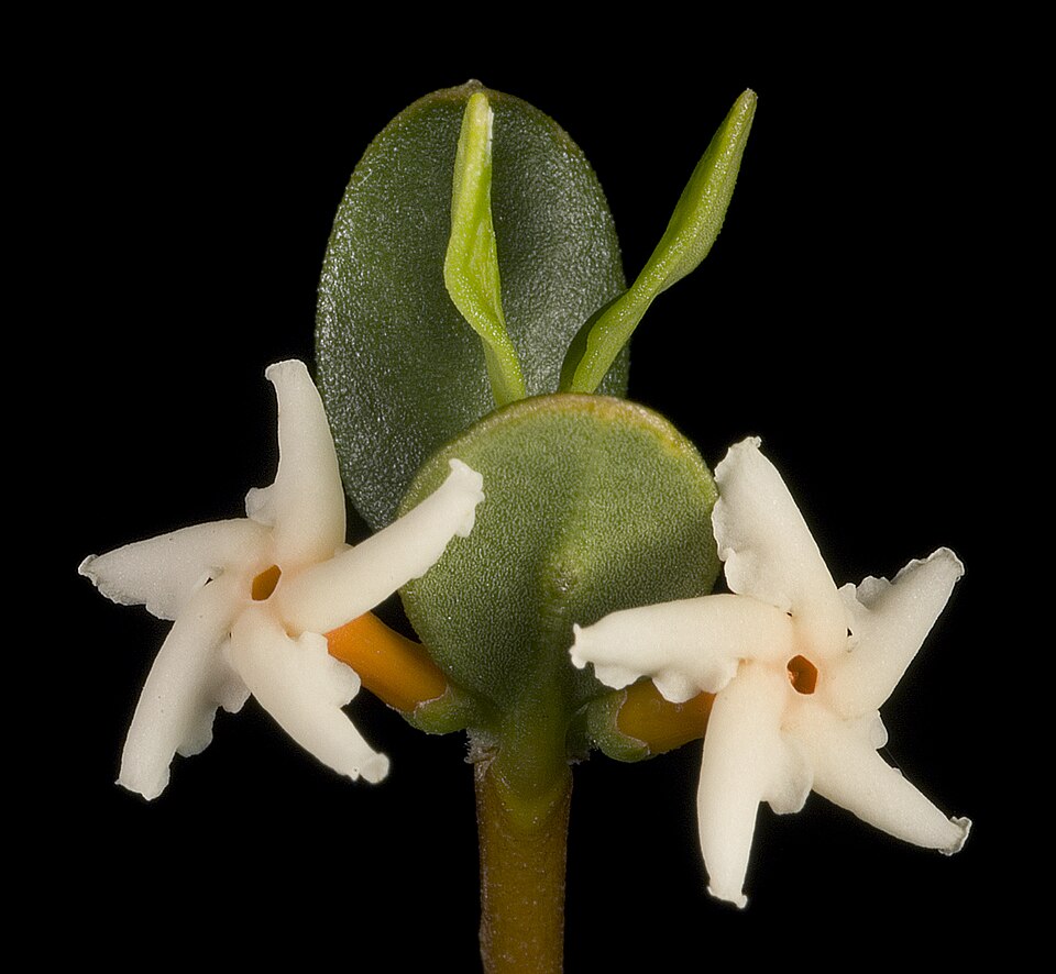 Alyxia buxifolia (Sea Box) (alternate view 8)