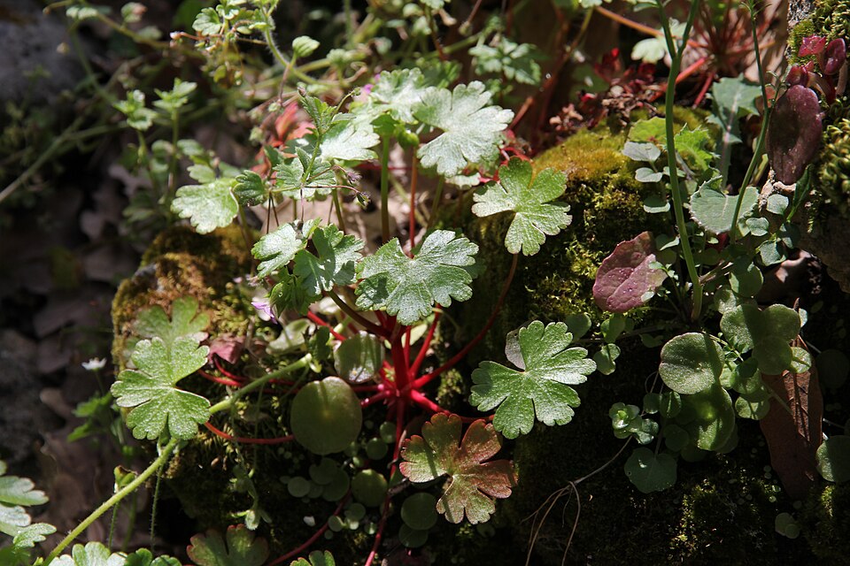 Geranium lucidum (shiny geranium) (alternate view 8)