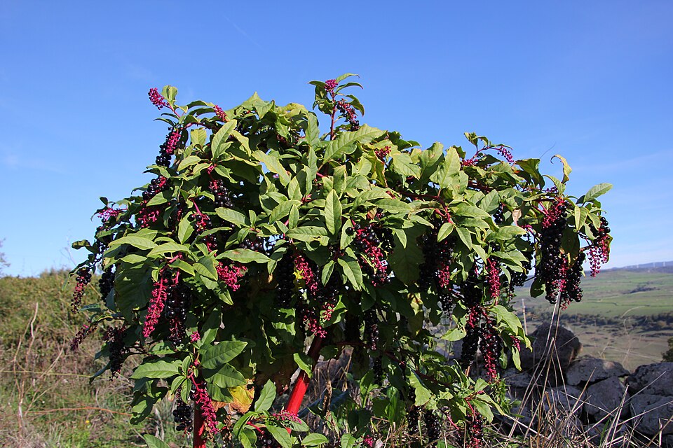 Phytolacca americana (American pokeweed)