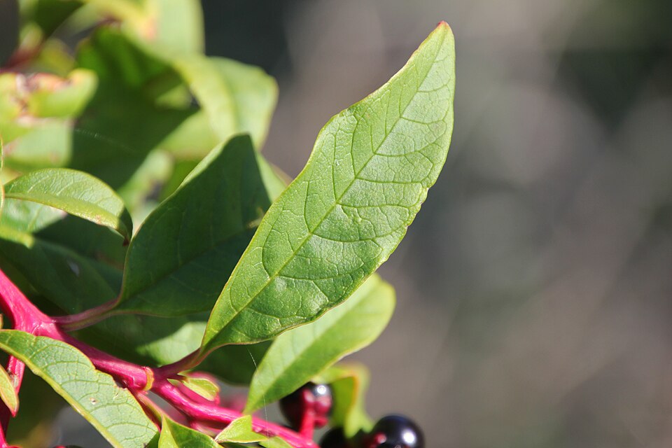 Phytolacca americana (American pokeweed)