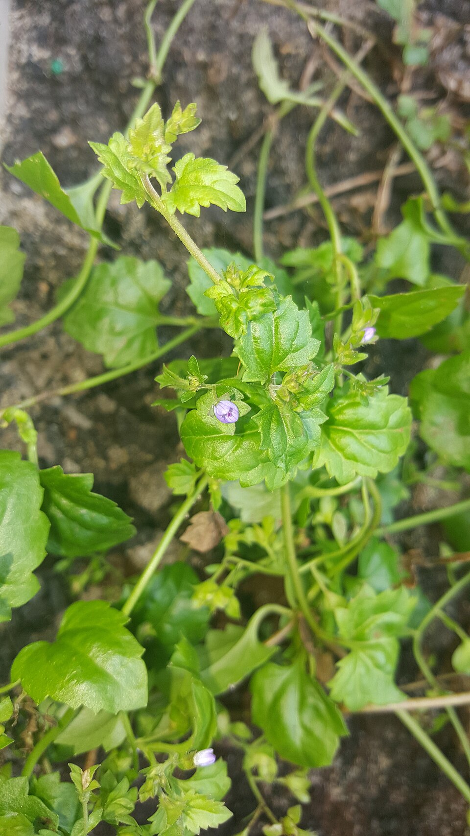 Veronica plebeia (Australian Speedwell) (alternate view 6)