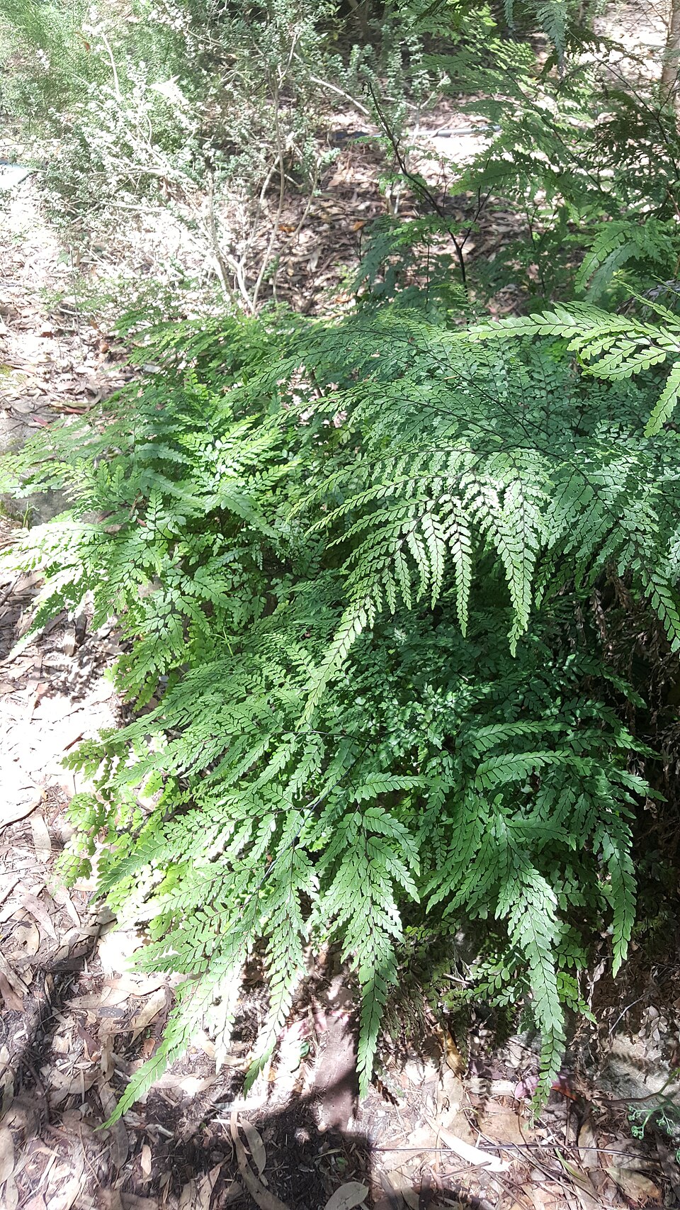 Adiantum formosum (Giant maidenhair fern) (alternate view 3)