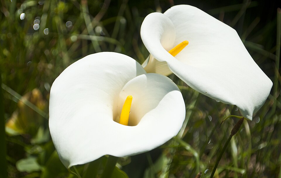 Zantedeschia (calla lilies) (alternate view 3)