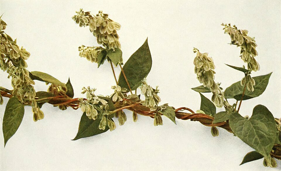 Fallopia scandens (climbing false buckwheat) (alternate view 7)