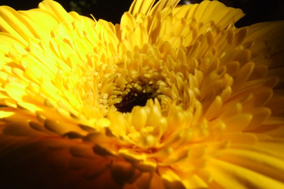 Gerbera (Gerbera Daisies) (alternate view 4)