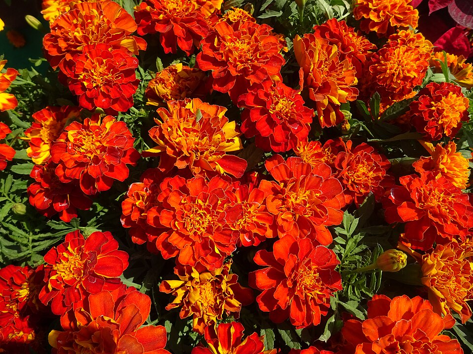 Tagetes (Marigolds)
