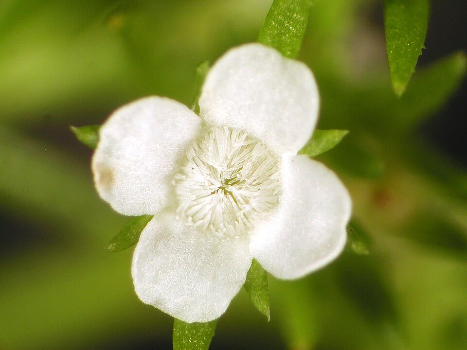 Polypremum procumbens (Rust Weed)