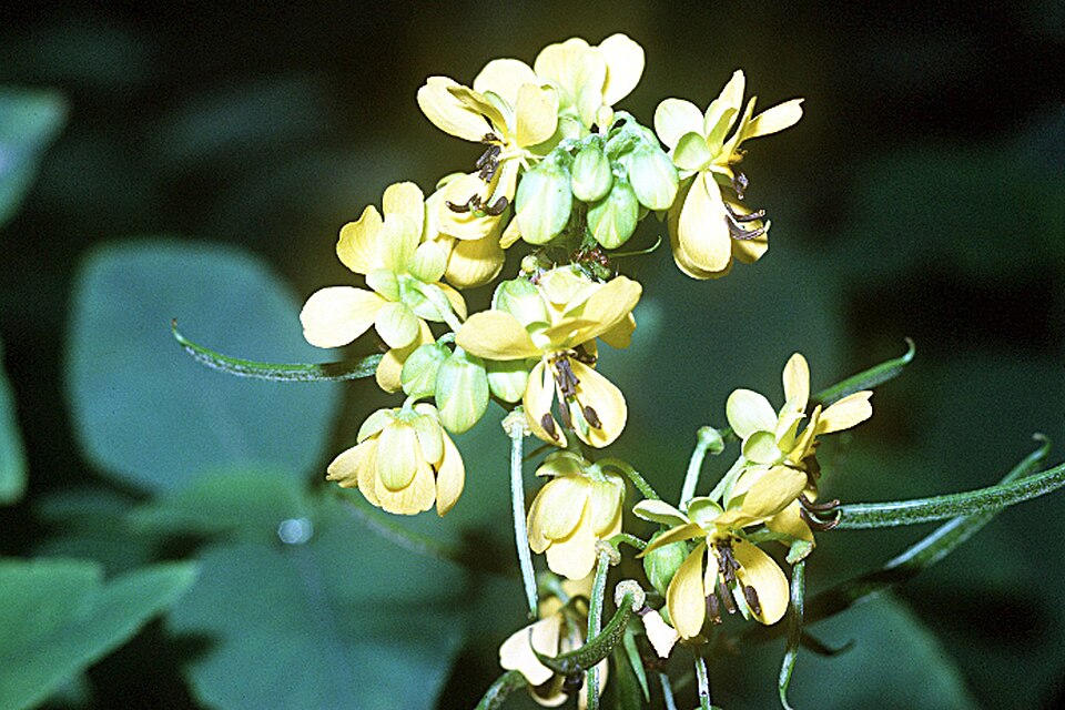 Senna marilandica (Maryland senna)