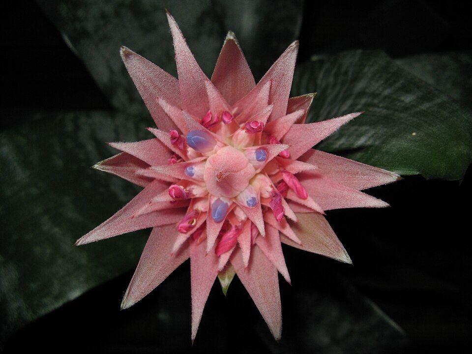 Aechmea fasciata (Silver Vase Bromeliad) (alternate view 6)