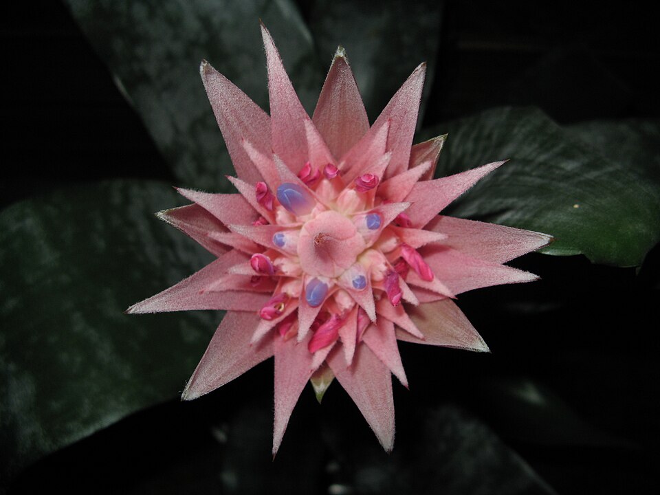 Aechmea fasciata (Silver Vase Bromeliad) (alternate view 7)