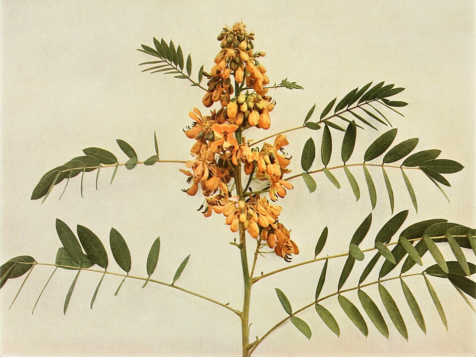 Senna hebecarpa (American senna) (alternate view 9)