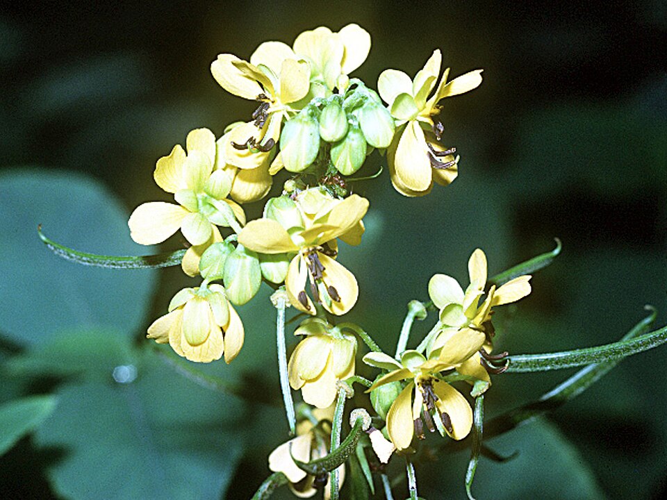 Senna marilandica (Maryland senna) (alternate view 2)