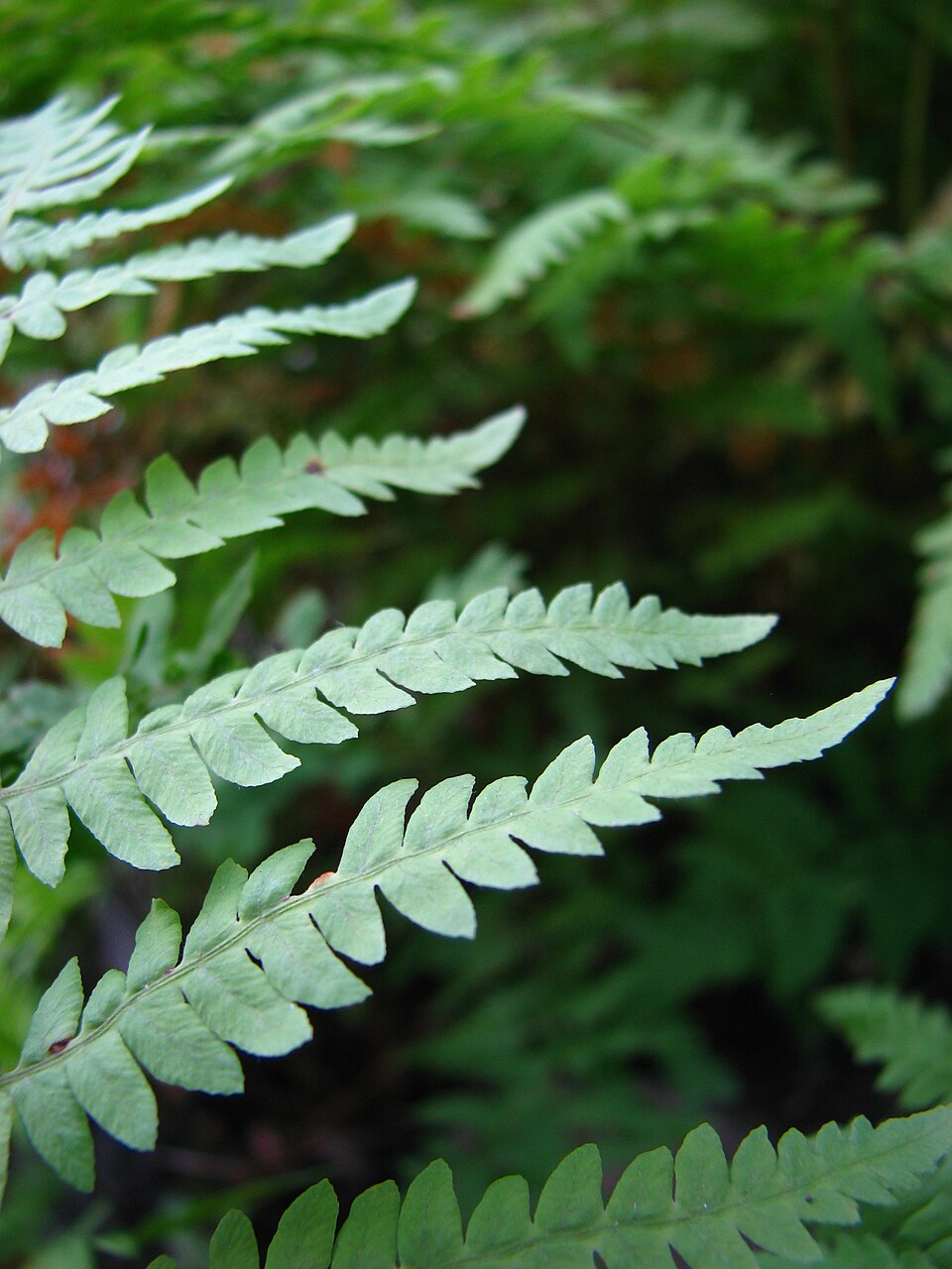Thelypteris palustris (marsh fern) (alternate view 6)