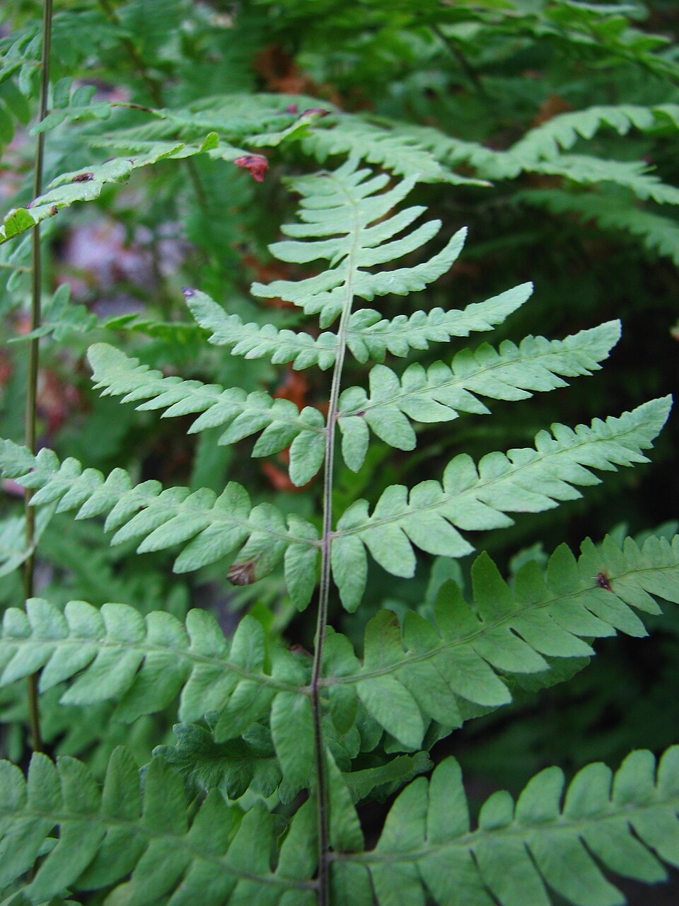 Thelypteris palustris (marsh fern) (alternate view 7)