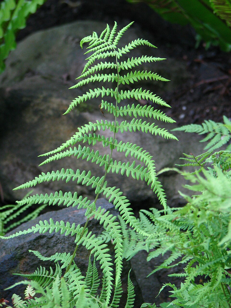 Thelypteris palustris (marsh fern) (alternate view 8)