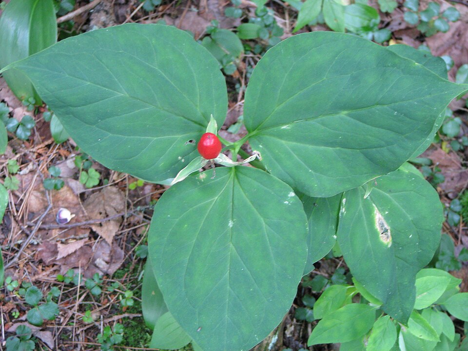 Trillium undulatum (painted trillium)