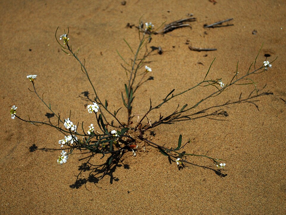 Arabidopsis lyrata (Lyreleaf Rockcress) (alternate view 9)