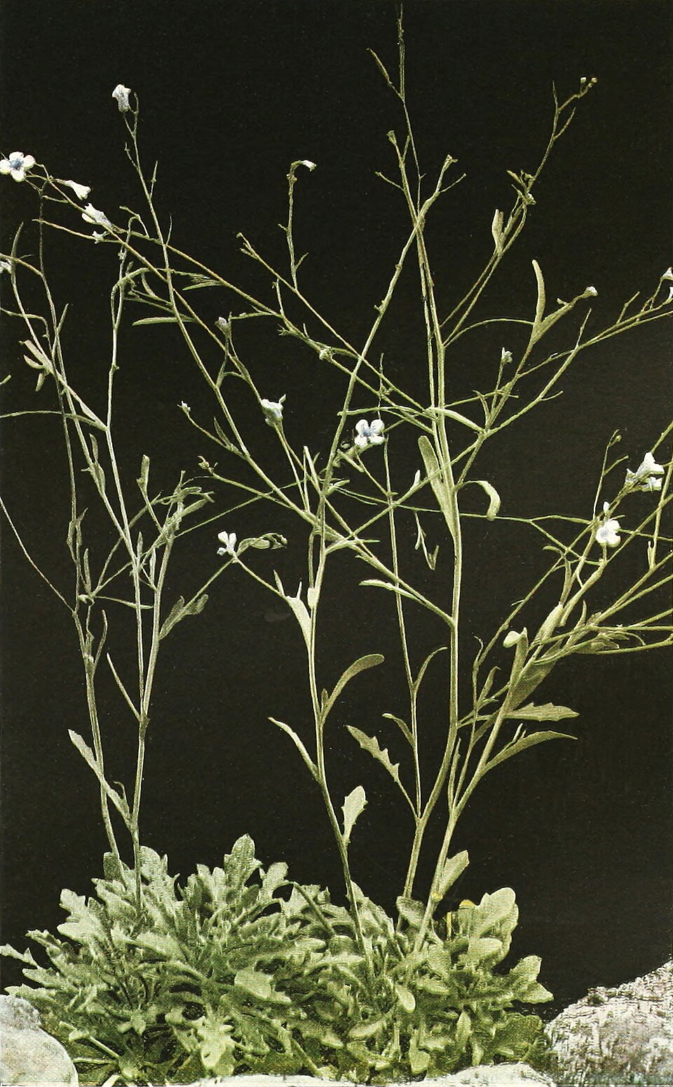 Arabidopsis lyrata (Lyreleaf Rockcress) (alternate view 10)
