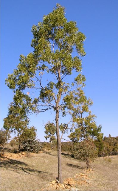 Acacia implexa (Lightwood) (alternate view 6)
