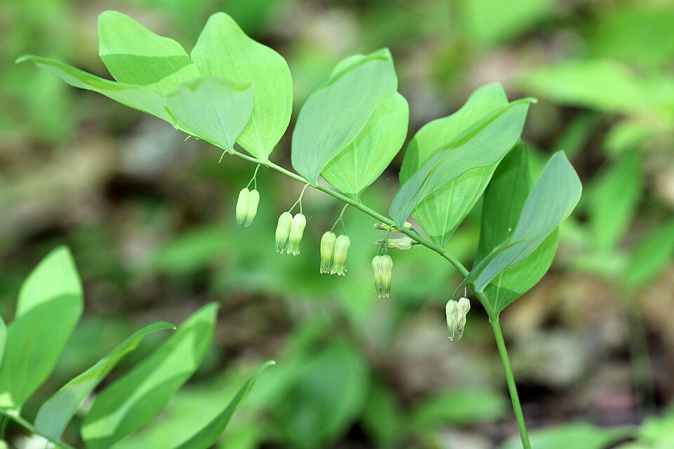 Polygonatum pubescens (hairy Solomon's-seal) (alternate view 7)