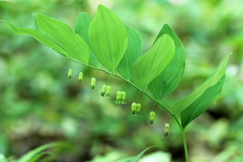 Polygonatum pubescens (hairy Solomon's-seal) (alternate view 8)