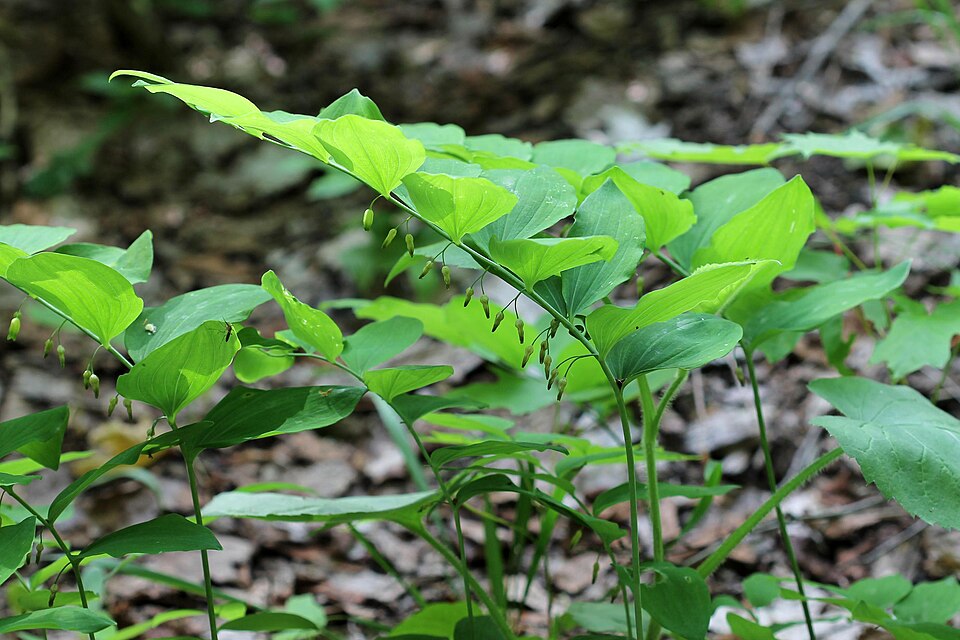 Polygonatum pubescens (hairy Solomon's-seal) (alternate view 9)